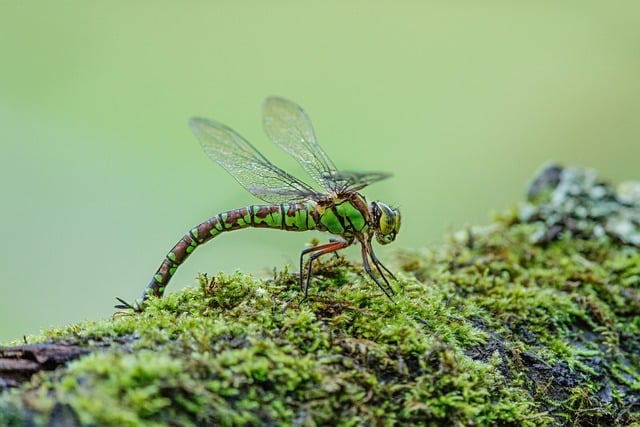 dragonfly