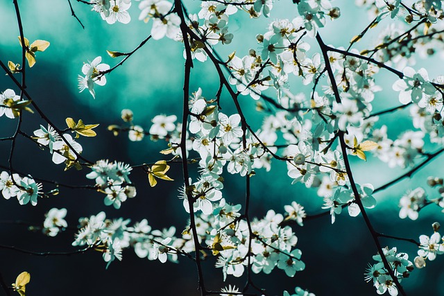 nature
